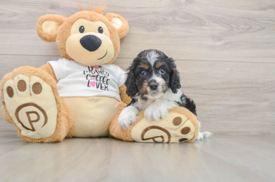 Cockapoo Puppy for Adoption