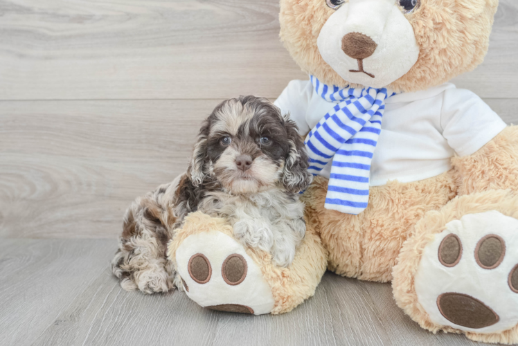 Cockapoo Puppy for Adoption