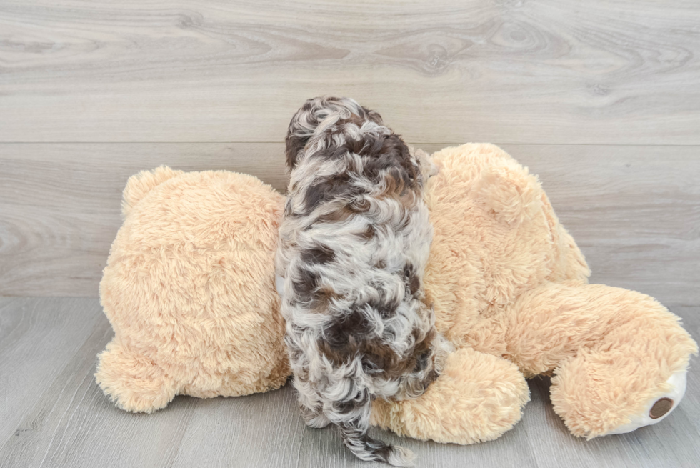 Adorable Cockerpoo Poodle Mix Puppy