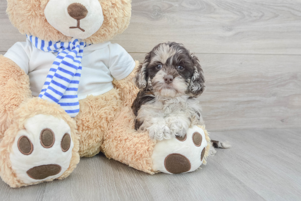 Little Cockerpoo Poodle Mix Puppy