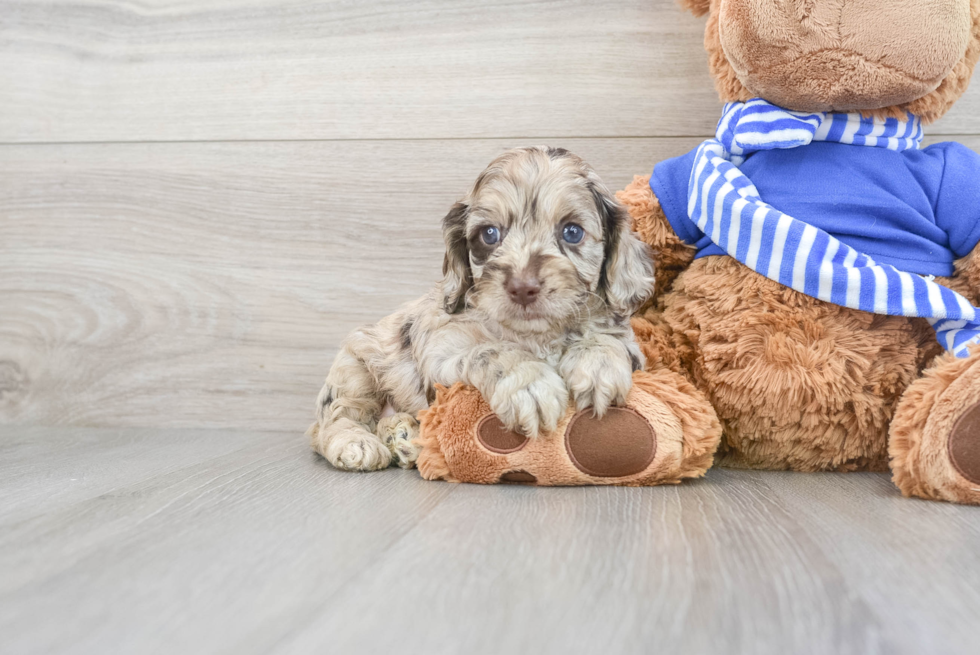 Sweet Cockapoo Baby