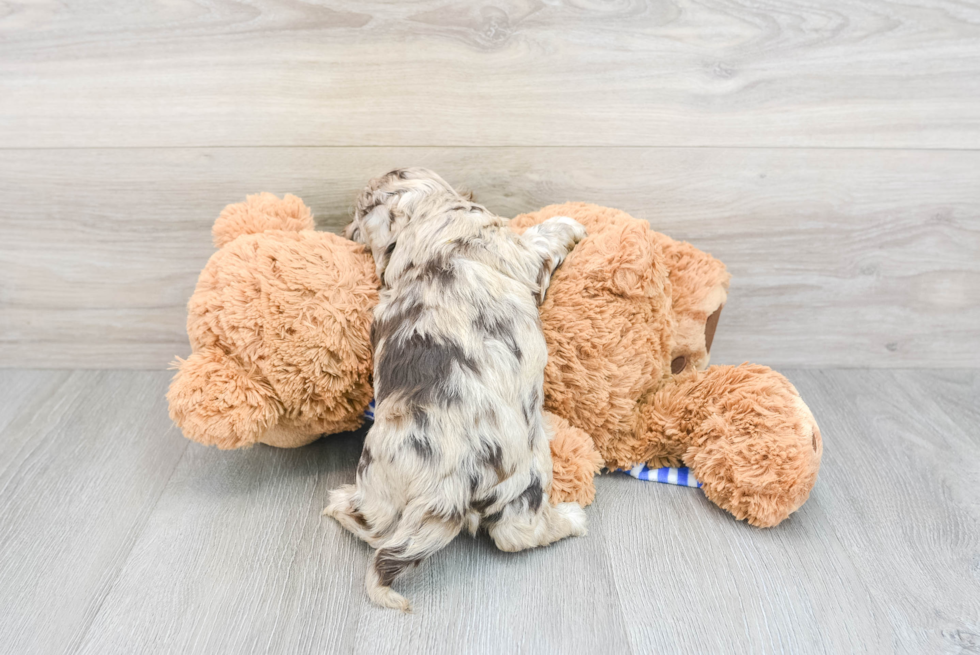 Little Cockerpoo Poodle Mix Puppy
