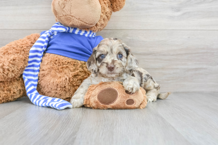 Cockapoo Puppy for Adoption