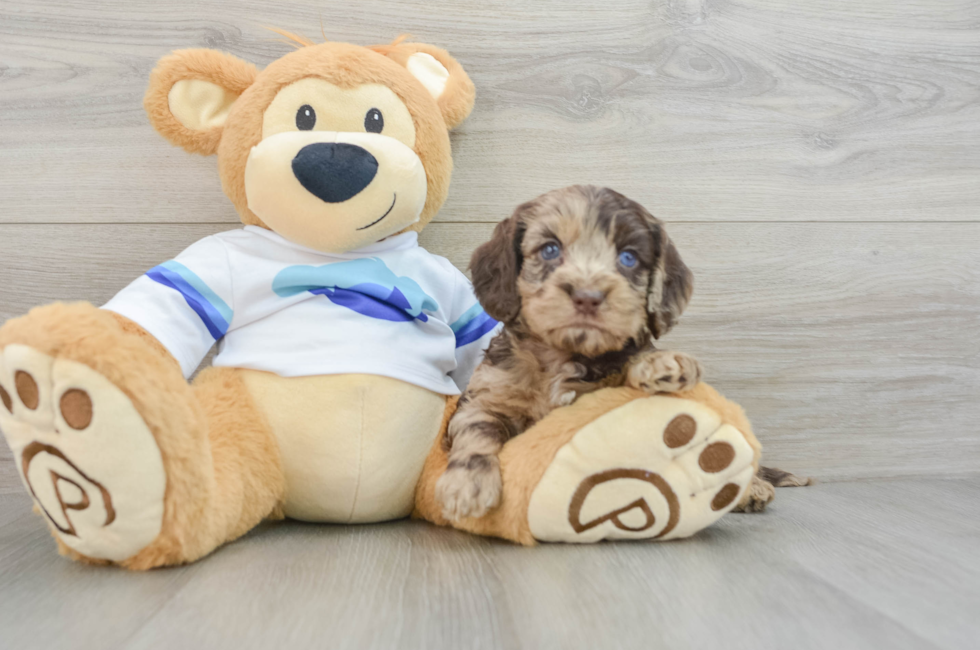 5 week old Cockapoo Puppy For Sale - Florida Fur Babies