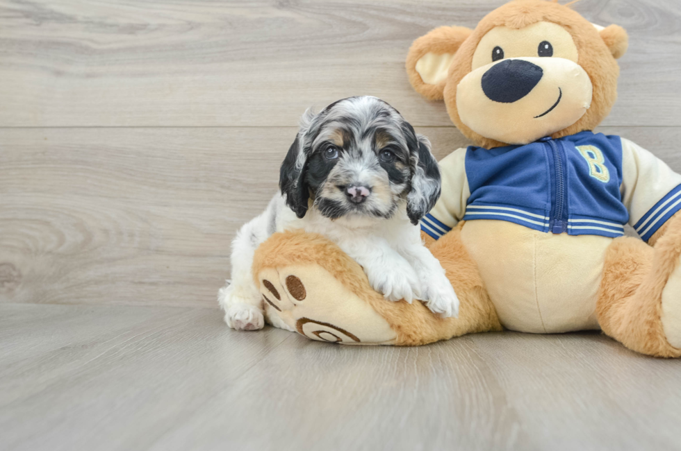 5 week old Cockapoo Puppy For Sale - Florida Fur Babies