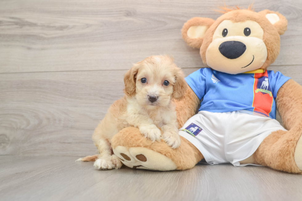 Cockapoo Pup Being Cute