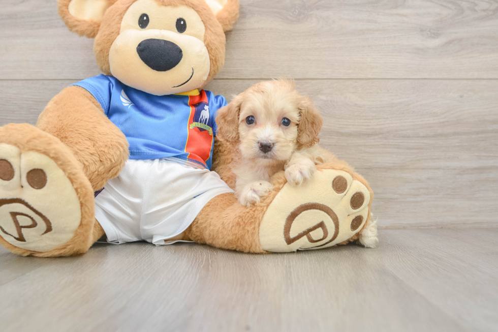 Hypoallergenic Cocker Doodle Poodle Mix Puppy