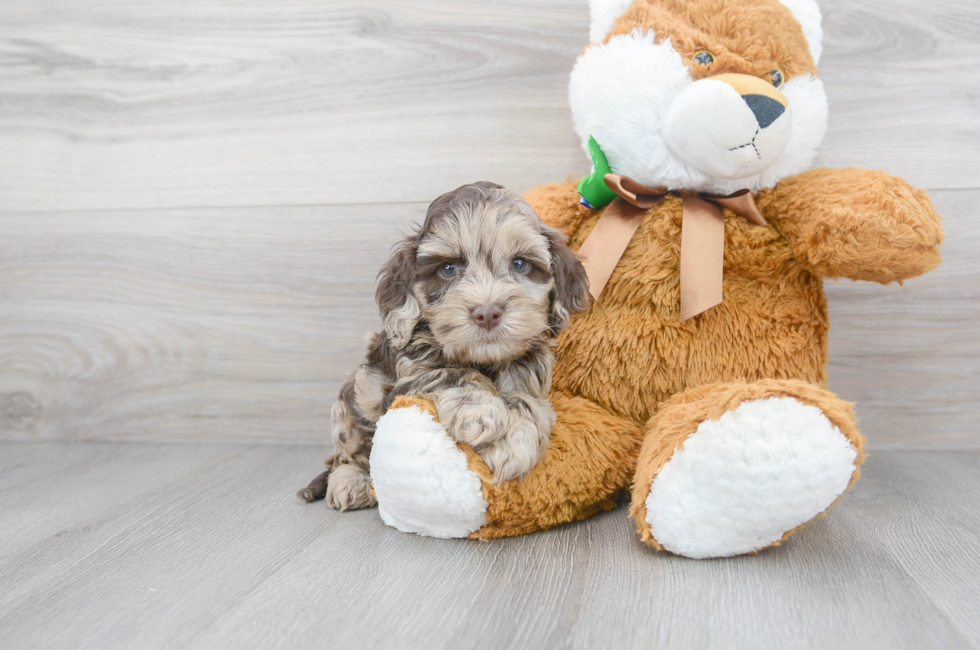 7 week old Cockapoo Puppy For Sale - Florida Fur Babies