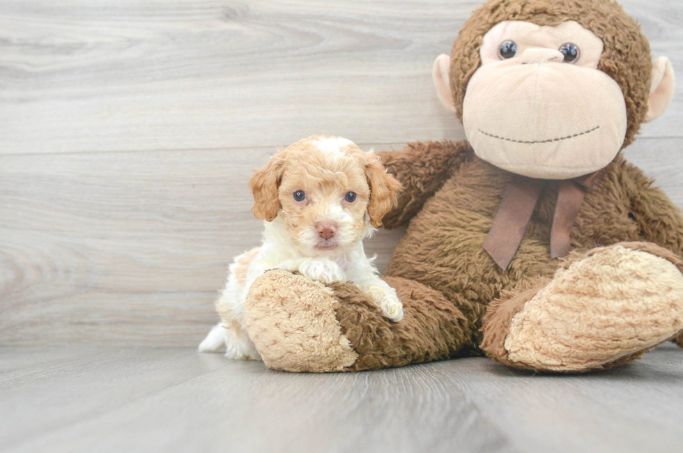 5 week old Cockapoo Puppy For Sale - Florida Fur Babies