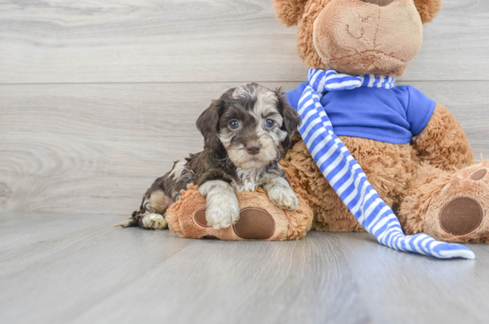 teddy bear cockapoo puppies for sale