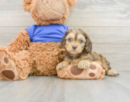 8 week old Cockapoo Puppy For Sale - Florida Fur Babies