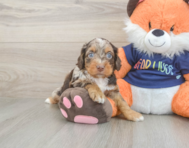 8 week old Cockapoo Puppy For Sale - Florida Fur Babies