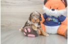 Friendly Cockapoo Baby