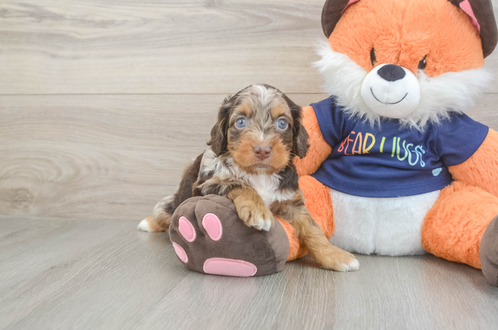 5 week old Cockapoo Puppy For Sale - Florida Fur Babies