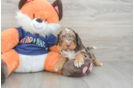 Cockapoo Pup Being Cute
