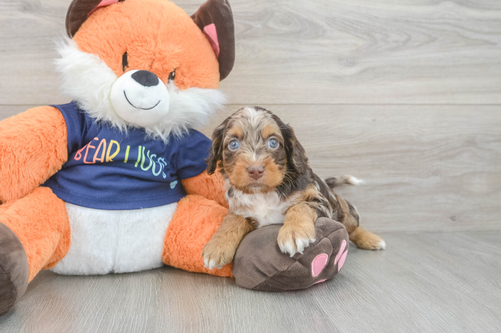 Cockapoo Pup Being Cute