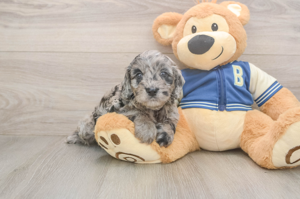 5 week old Cockapoo Puppy For Sale - Florida Fur Babies