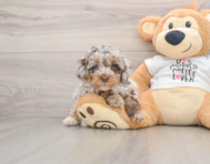 7 week old Cockapoo Puppy For Sale - Florida Fur Babies