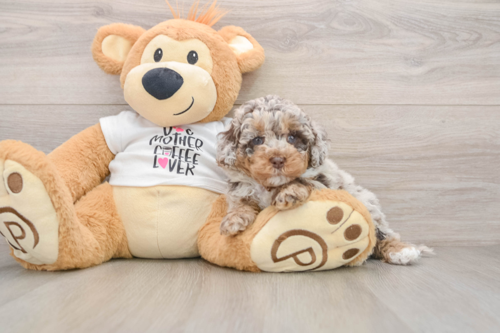 Cockapoo Pup Being Cute