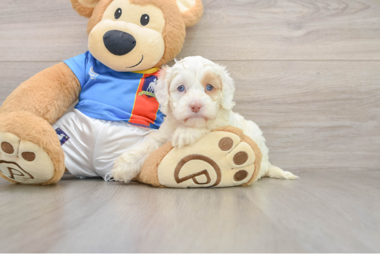 Best Cockapoo Baby