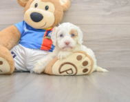 6 week old Cockapoo Puppy For Sale - Florida Fur Babies