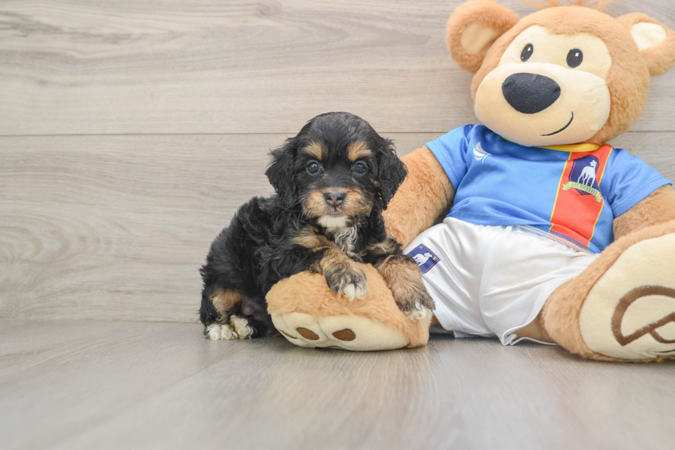 Happy Cockapoo Baby