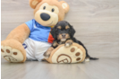 Small Cockapoo Baby