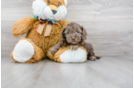 Meet Patanga - our Cockapoo Puppy Photo 1/3 - Florida Fur Babies