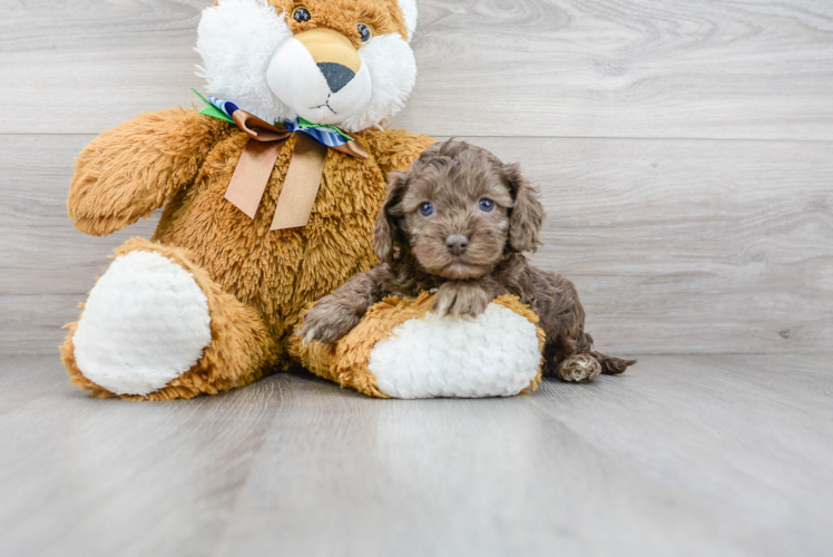 Meet Patanga - our Cockapoo Puppy Photo 1/3 - Florida Fur Babies