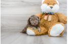 Meet Patanga - our Cockapoo Puppy Photo 2/3 - Florida Fur Babies