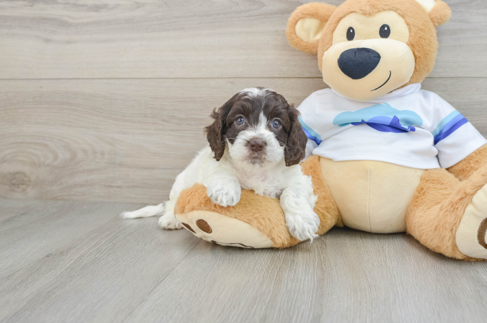 5 week old Cockapoo Puppy For Sale - Florida Fur Babies