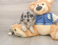6 week old Cockapoo Puppy For Sale - Florida Fur Babies