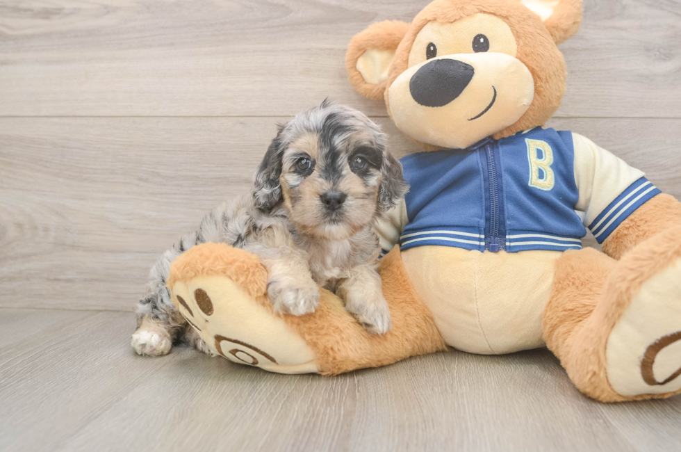 5 week old Cockapoo Puppy For Sale - Florida Fur Babies