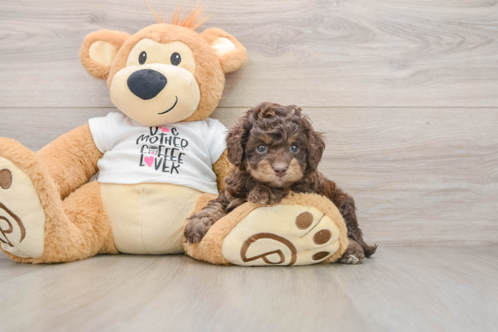Energetic Cocker Doodle Poodle Mix Puppy