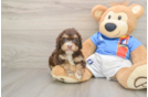 Best Cockapoo Baby