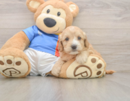 8 week old Cockapoo Puppy For Sale - Florida Fur Babies