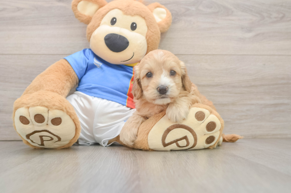 5 week old Cockapoo Puppy For Sale - Florida Fur Babies
