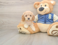 7 week old Cockapoo Puppy For Sale - Florida Fur Babies
