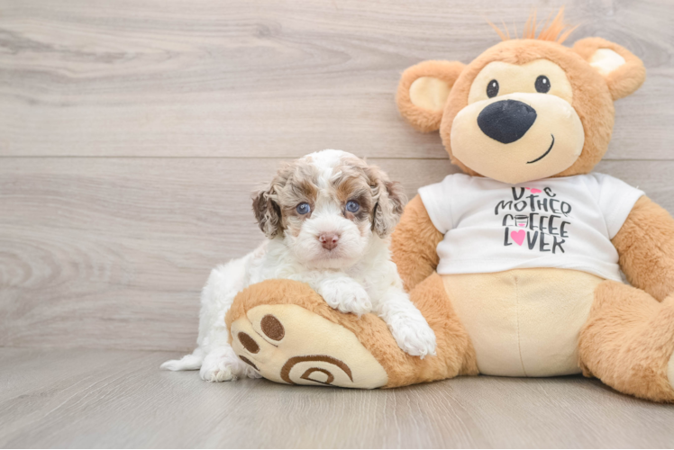 Cockapoo Pup Being Cute