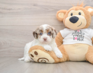 7 week old Cockapoo Puppy For Sale - Florida Fur Babies