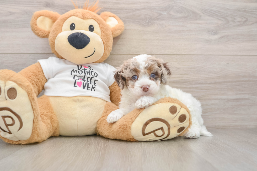 Friendly Cockapoo Baby