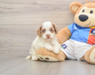 6 week old Cockapoo Puppy For Sale - Florida Fur Babies