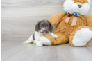 Meet Patricia - our Cockapoo Puppy Photo 1/3 - Florida Fur Babies