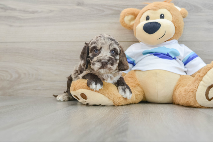 Smart Cockapoo Poodle Mix Pup