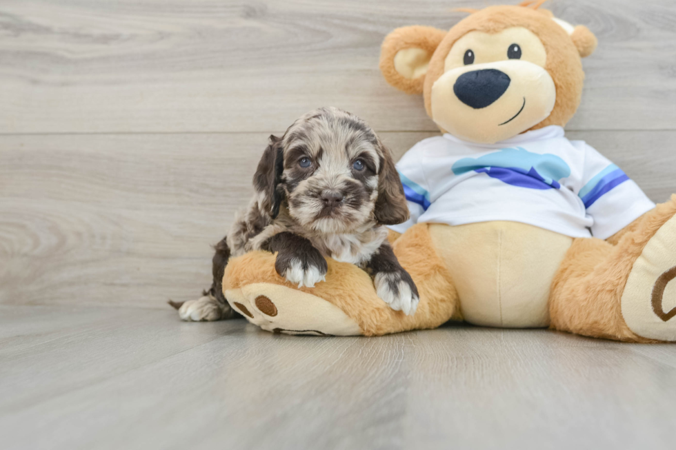 Smart Cockapoo Poodle Mix Pup