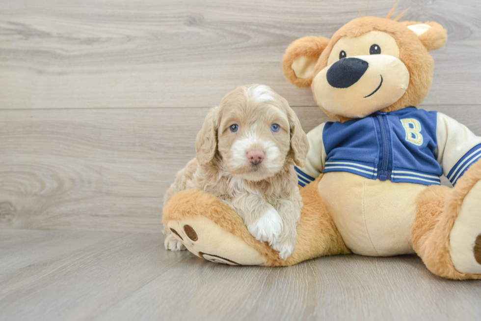 Funny Cockapoo Poodle Mix Pup