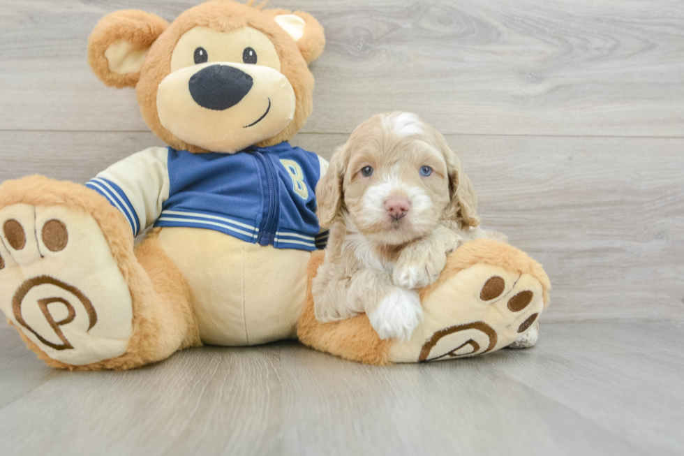 Adorable Cocker Doodle Poodle Mix Puppy