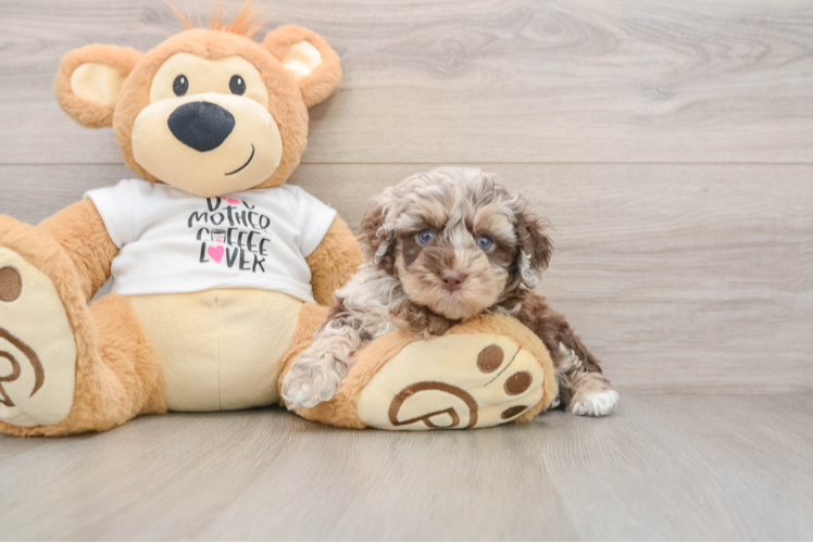 Cockapoo Pup Being Cute