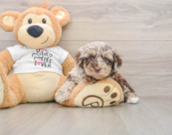 7 week old Cockapoo Puppy For Sale - Florida Fur Babies