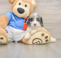 8 week old Cockapoo Puppy For Sale - Florida Fur Babies